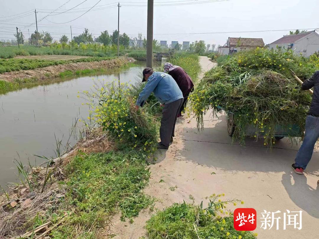 黄尖镇新闸村：整治人居“小环境”  扮靓乡村“好容颜”