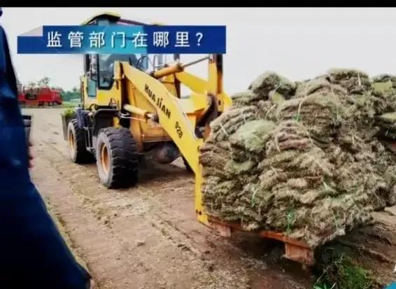 千亩粮田种草坪，为利益不择手段！农管为何该出手时不出手？