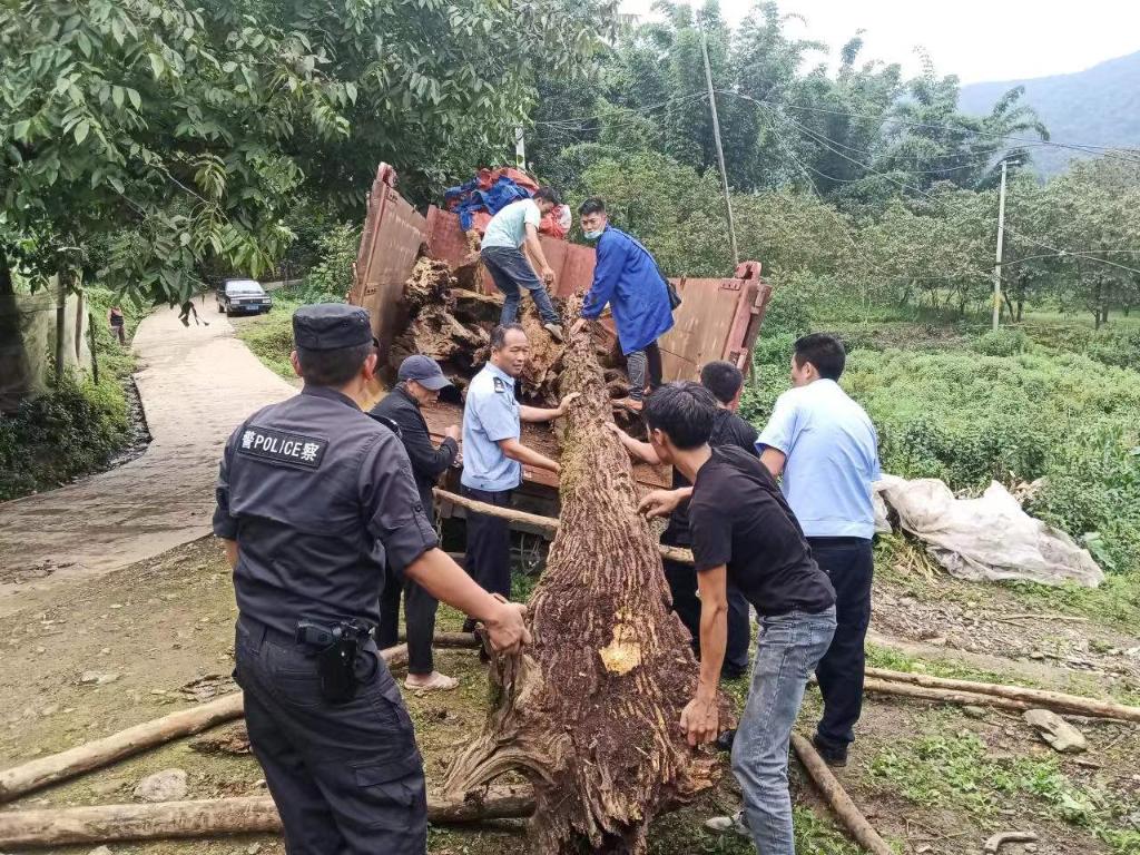 530株古树名木被追回挽救 公安机关打击破坏古树名木违法犯罪