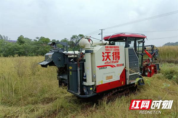 湖南攸县：油菜大镇名不虛 风吹金浪预“丰”景