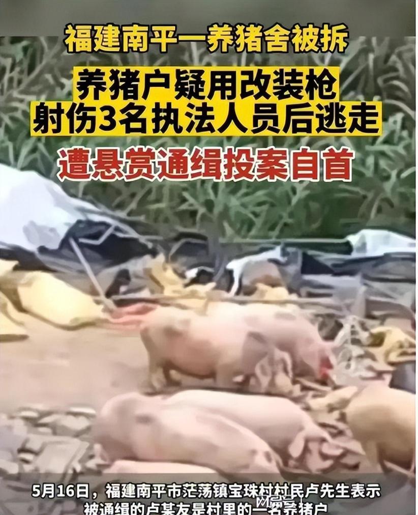 猪场强拆案后续来了：“三宗罪”证明，养猪人卢某友这次有麻烦了