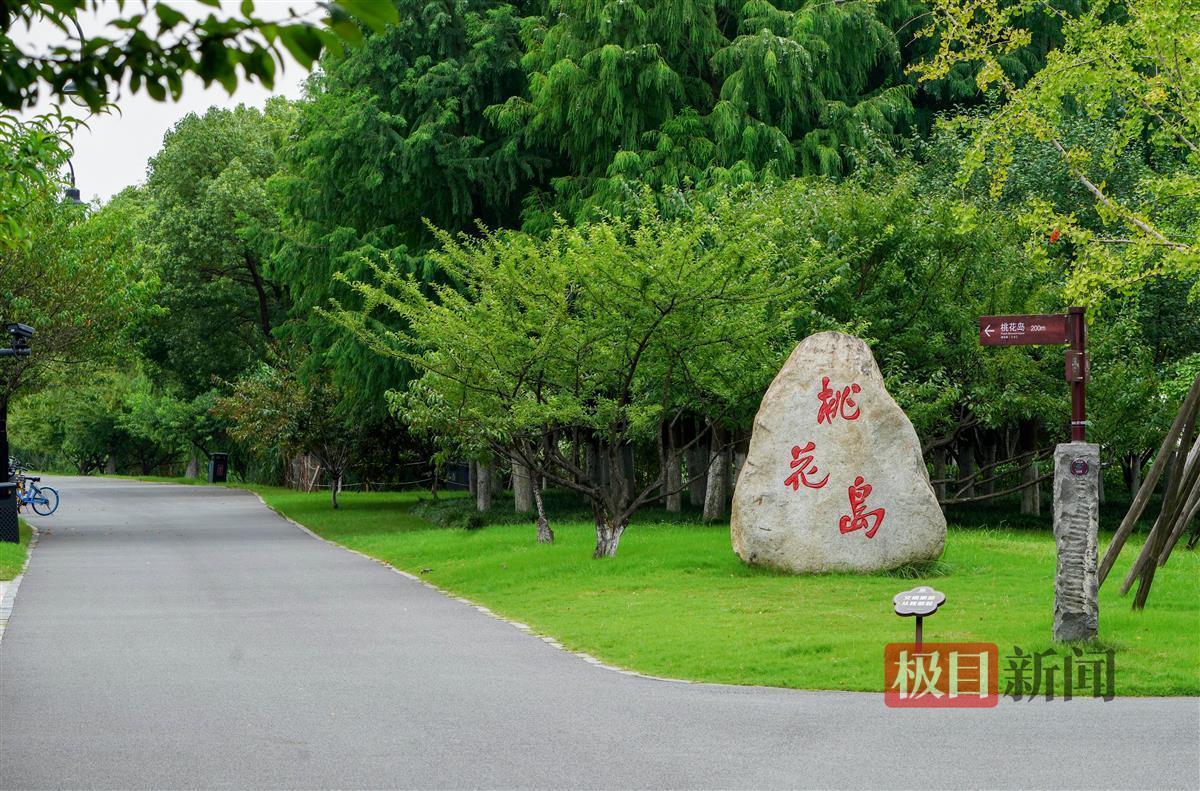 东湖桃花岛桃子熟了，游客切莫野蛮摘桃而伤了树