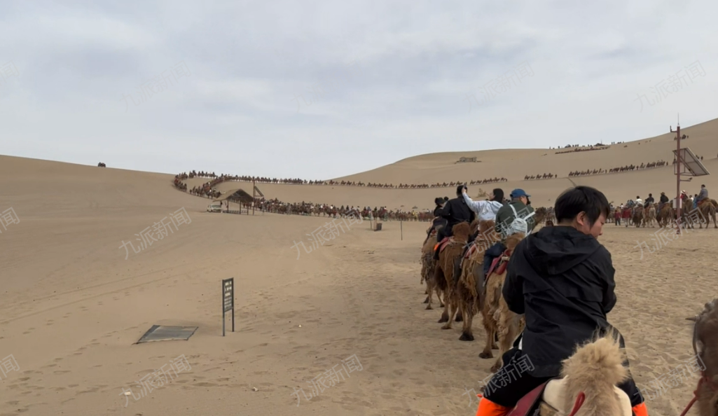 敦煌鸣沙山景区回应“骆驼体力不支”：项目可接散客，暂不接团队