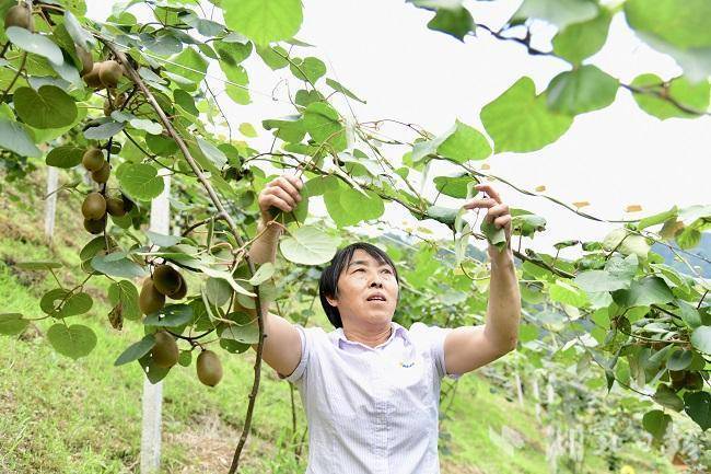 宣恩长潭河：小小猕猴桃 变成“致富果”