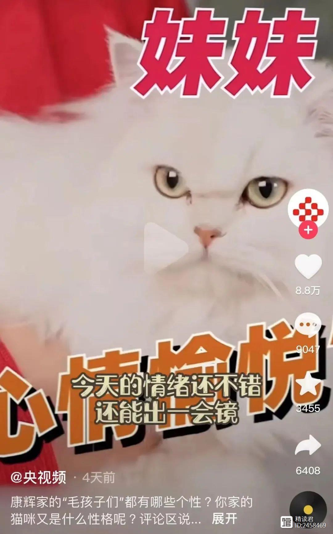 康辉晒猫被群嘲：“这么有爱心为什么不养孩子？”