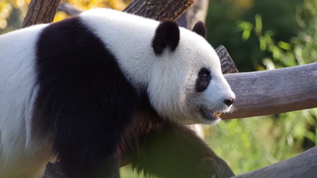 同样是租借大熊猫，为何卡塔尔一次就成功，印度却连续被拒14次？