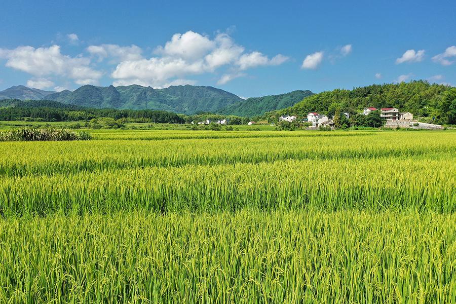 安徽旌德：稻花飘香 丰收在望