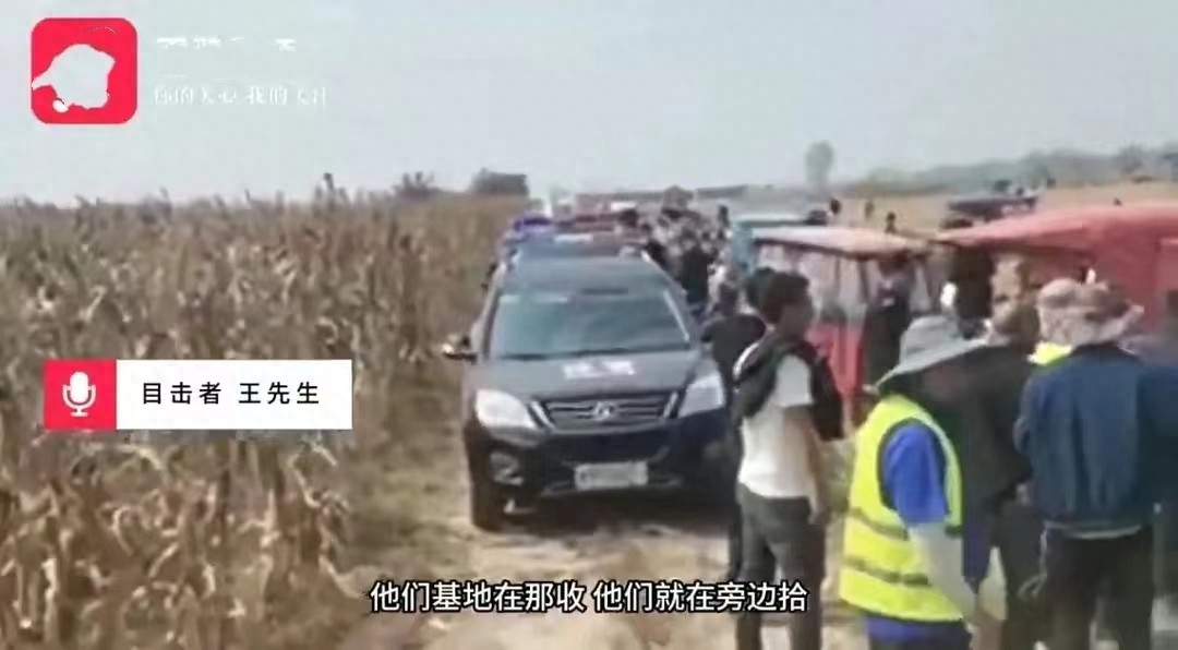 河南乡政府回应：否认玉米被疯抢，事出有因，村民是捡拾剩下的