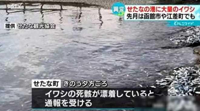 日本北海道海岸再现大量死鱼，足有数十吨！当地政府：别捡回家！
